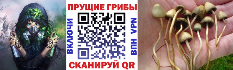 Купить  Новодвинск  Псилоцибиновые грибы Cubensis 